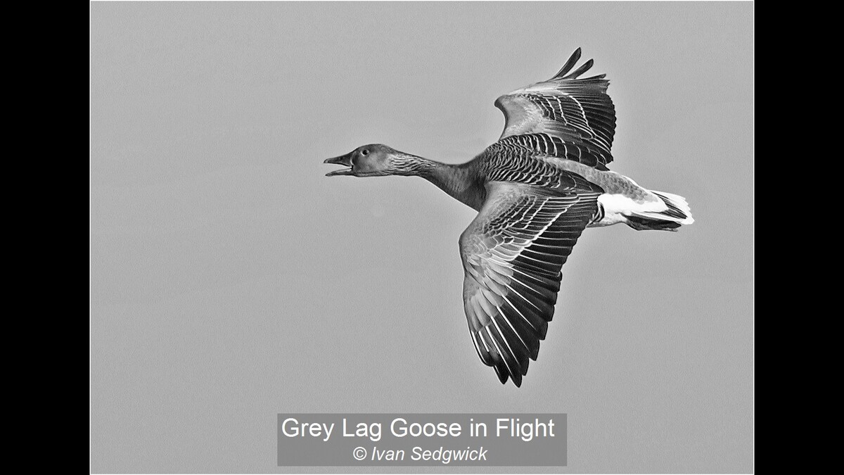 Grey Lag Goose in Flight